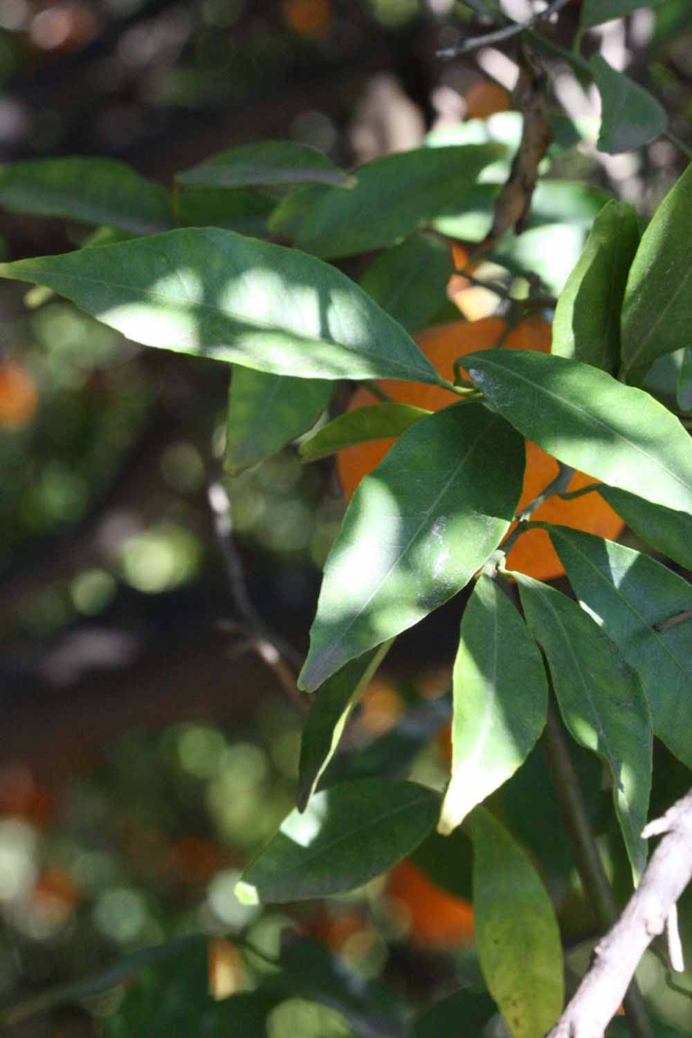              Shade leaves (Riverside, CA)       
